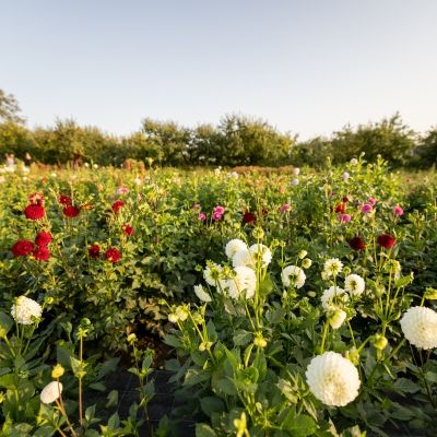 Harmony Harvest Farm in Weyer's Cave VA