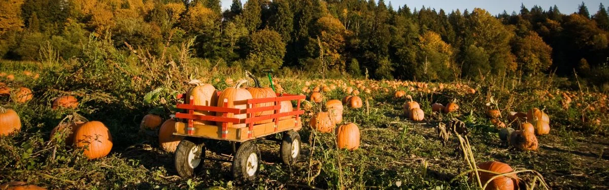 Pumpkin Patches in Weyers Cave VA