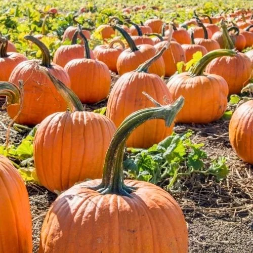 Back Home on the Farm Pumpkin Patch