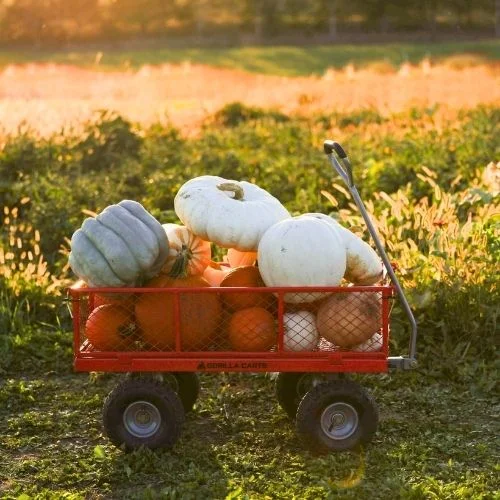 Endless View Farms Pumpkin Patch