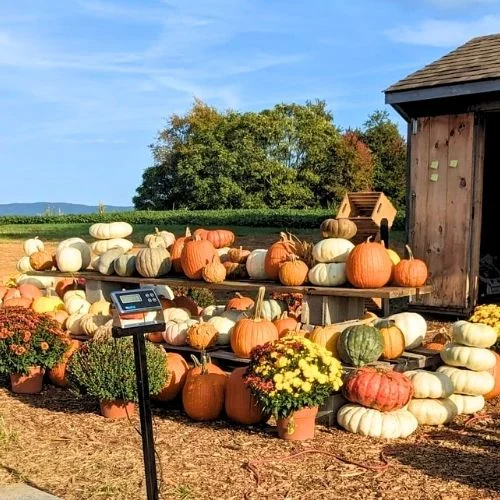 Troyer's Farm Pumpkin Patch